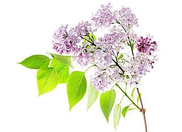 绅士研究《生化危机8》夫人屁股多边形：比1代整体多